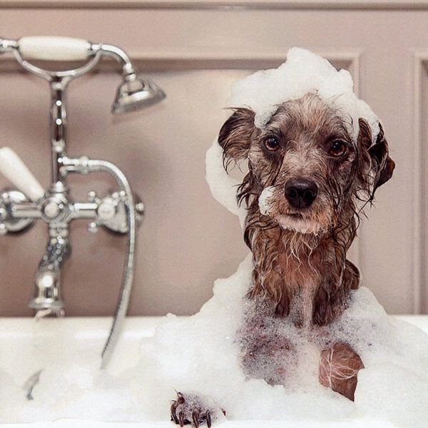 فرمول شامپو حیوانات